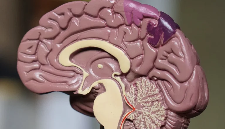model of brain