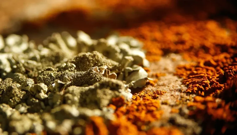 mold in CPAP machine